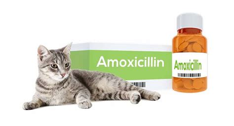 Cat antibiotics without vet prescription. Things To Know About Cat antibiotics without vet prescription. 
